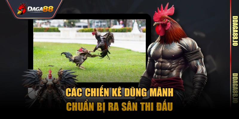 Các chiến kê dũng mãnh chuẩn bị ra sân thi đấu