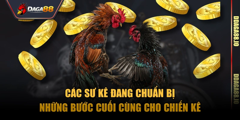Các sư kê đang chuẩn bị những bước cuối cùng cho chiến kê
