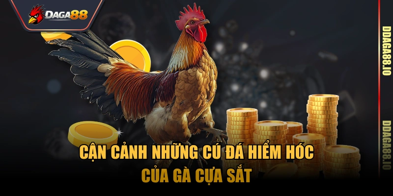 Cận cảnh những cú đá hiểm hóc của gà cựa sắt