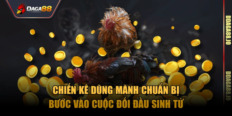 Chiến kê dũng mãnh chuẩn bị bước vào cuộc đối đầu sinh tử