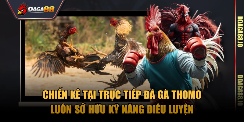 Chiến kê tại trực tiếp đá gà Thomo luôn sở hữu kỹ năng điêu luyện