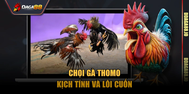 Chọi gà Thomo kịch tính và lôi cuốn