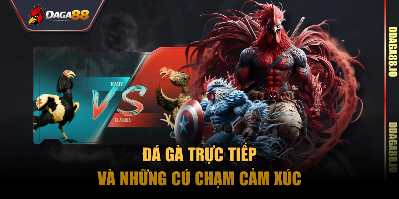 Đá gà trực tiếp và những cú chạm cảm xúc