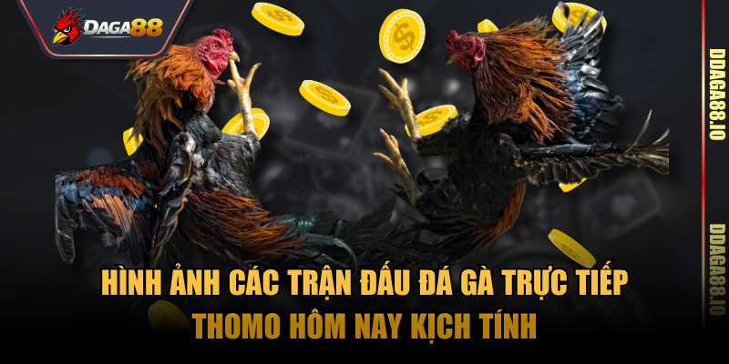 Hình ảnh các trận đấu đá gà trực tiếp thomo hôm nay kịch tính