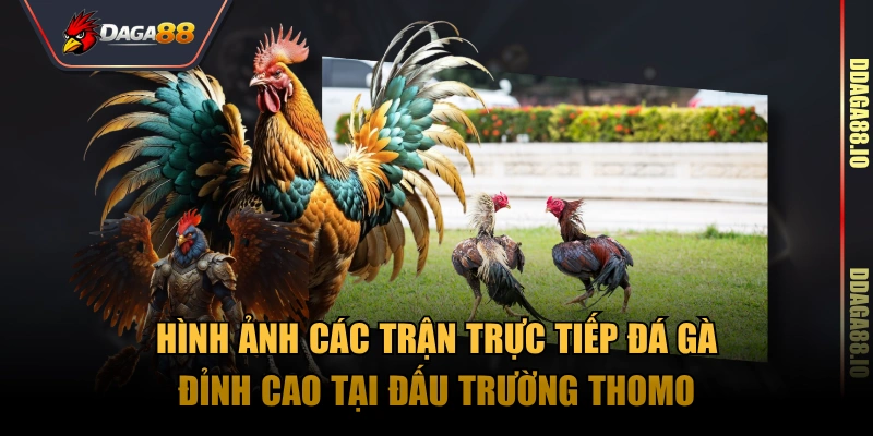 Hình ảnh các trận trực tiếp đá gà đỉnh cao tại đấu trường Thomo