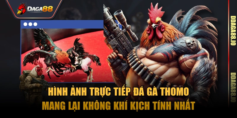 Hình ảnh trực tiếp đá gà Thomo mang lại không khí kịch tính nhất