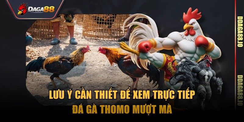 Lưu ý cần thiết để xem trực tiếp đá gà Thomo mượt mà