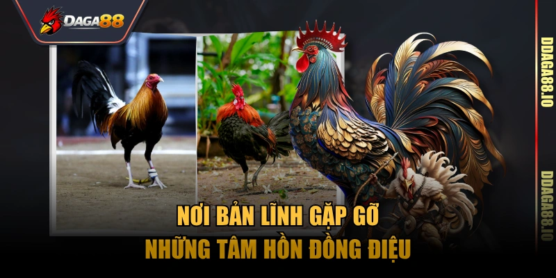Nơi bản lĩnh gặp gỡ những tâm hồn đồng điệu