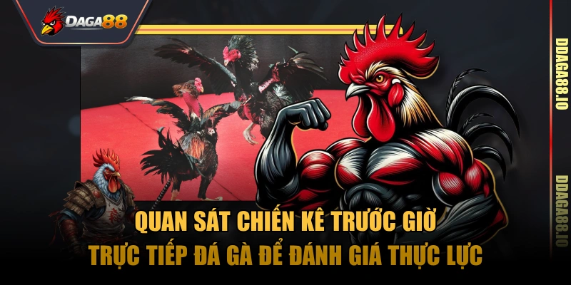 Quan sát chiến kê trước giờ trực tiếp đá gà để đánh giá thực lực