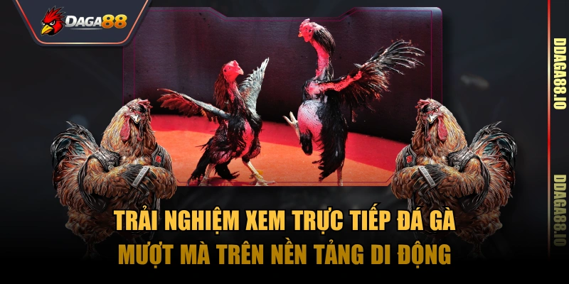 Trải nghiệm xem trực tiếp đá gà mượt mà trên nền tảng di động